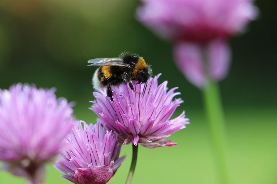 A bee attracted to pollen to illustrate buyers at the awareness stage