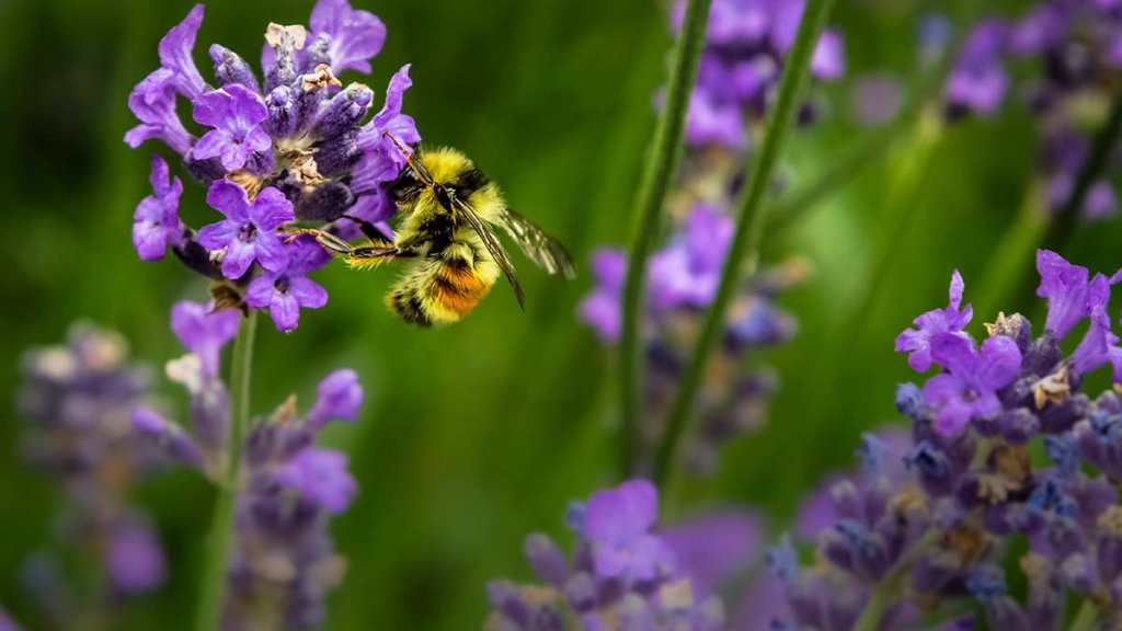 Bee pollinating on flowers